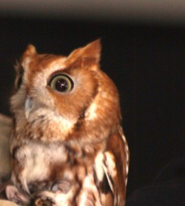 eastern screech owl, P. Feldker photo