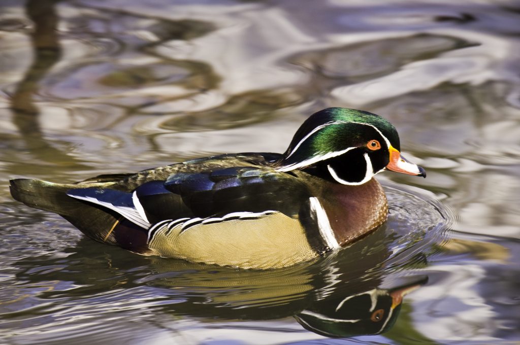 Waterfowl Conservation in Southwest Illinois Clifftop