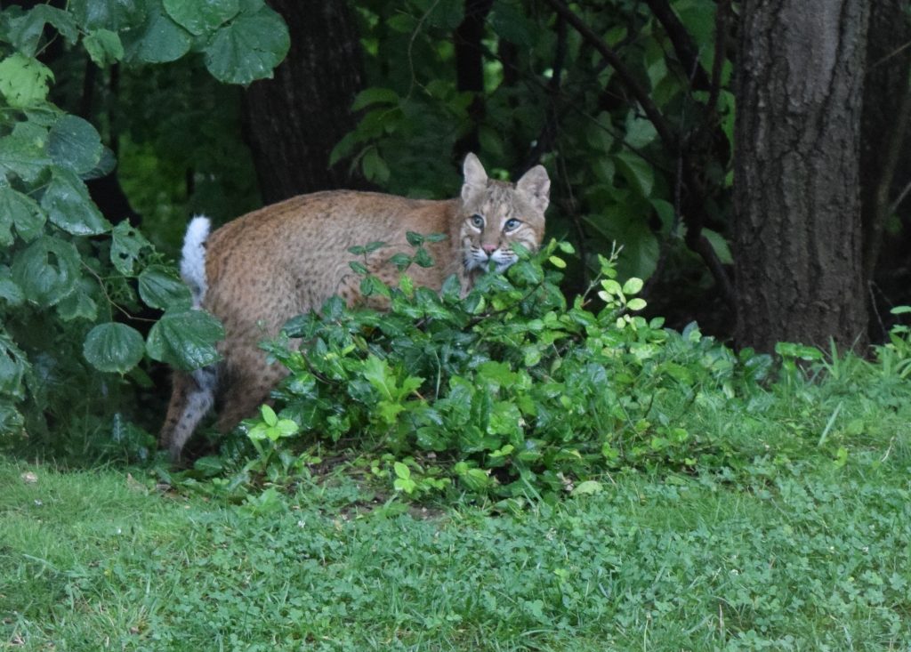 Bobcat Illinois’ Native Cat Clifftop