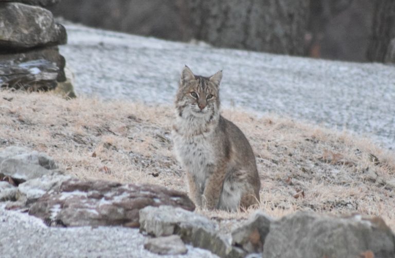 Bobcat Illinois’ Native Cat Clifftop