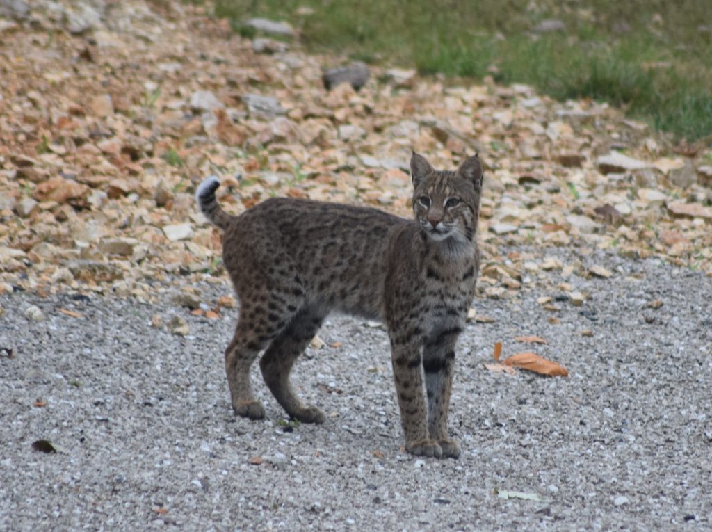 Bobcat Illinois’ Native Cat Clifftop