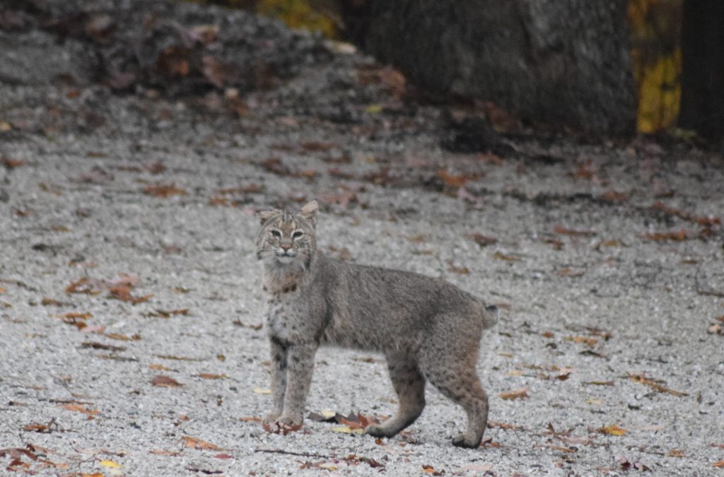 Bobcat Illinois’ Native Cat Clifftop
