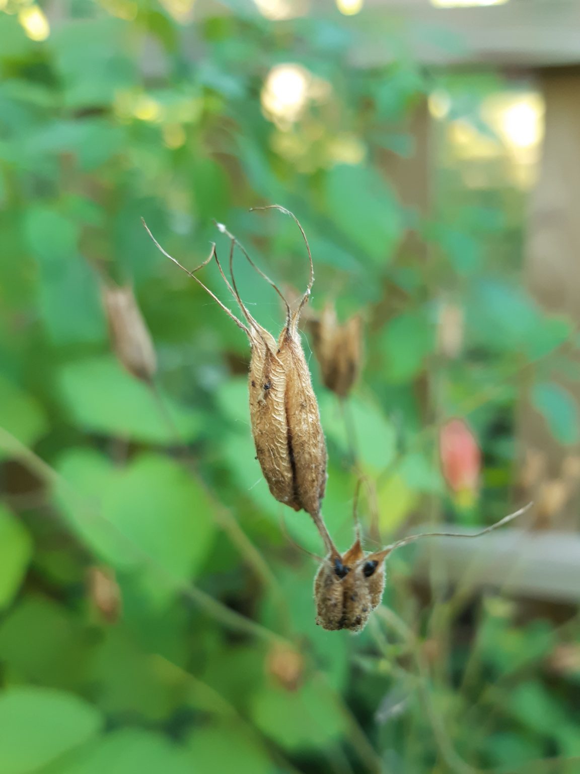 Seed Collecting Clifftop