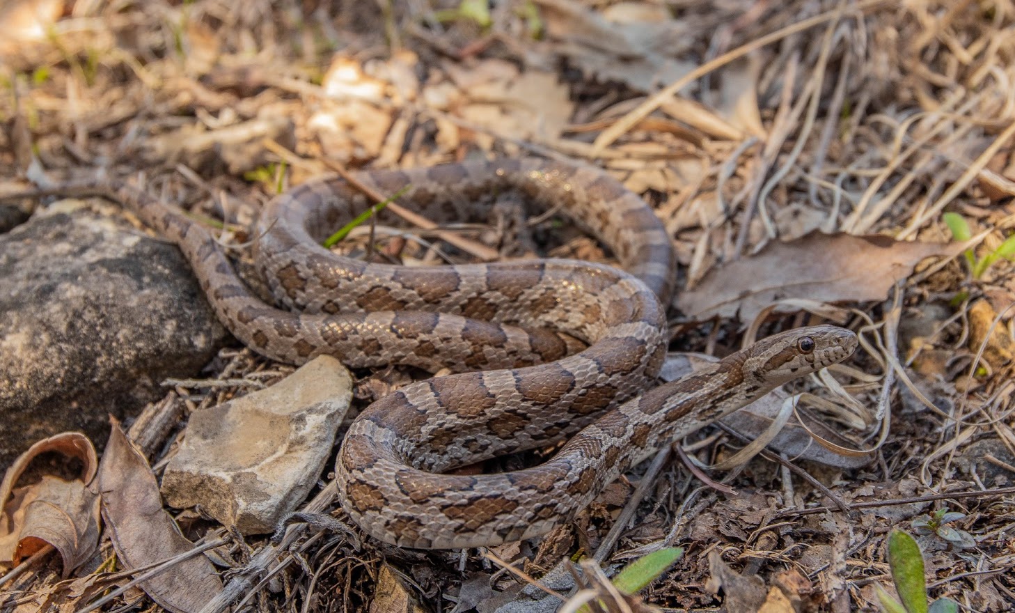 Native Snakes of SW Illinois Clifftop