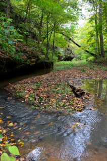 Chris Benda: Swayne Hollow Nature Preserve. Randolph County.