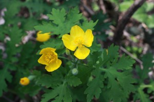 celandine poppies, P. Feldker photo