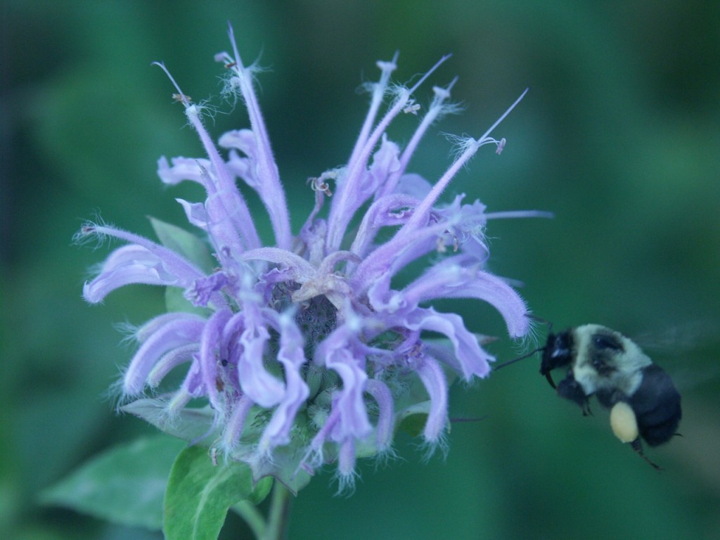 monarda & bee, D. FitzWilliam
