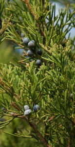 cedar & berries, P. DauBach