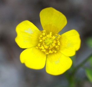 celandine poppy, P Feldker