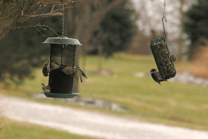 finches and downy woodpecker, P. Feldker