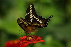 Swallowtail, P. DauBach