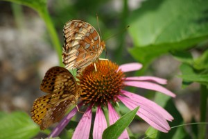 Fritillary & Coneflower, P. DauBach