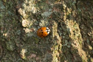 lady-bug on tree bark, P. DauBach
