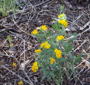 puccoon, P. DauBach