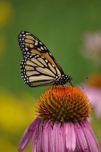 Monarch & pale prairie coneflower, P. DauBach