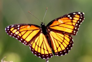 Viceroy, D. Cappaert