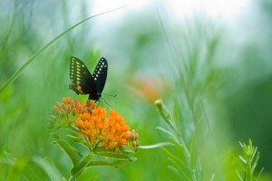 butterfly on butterfly weed, T. Rollins