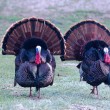 wild turkeys, T. Rollins