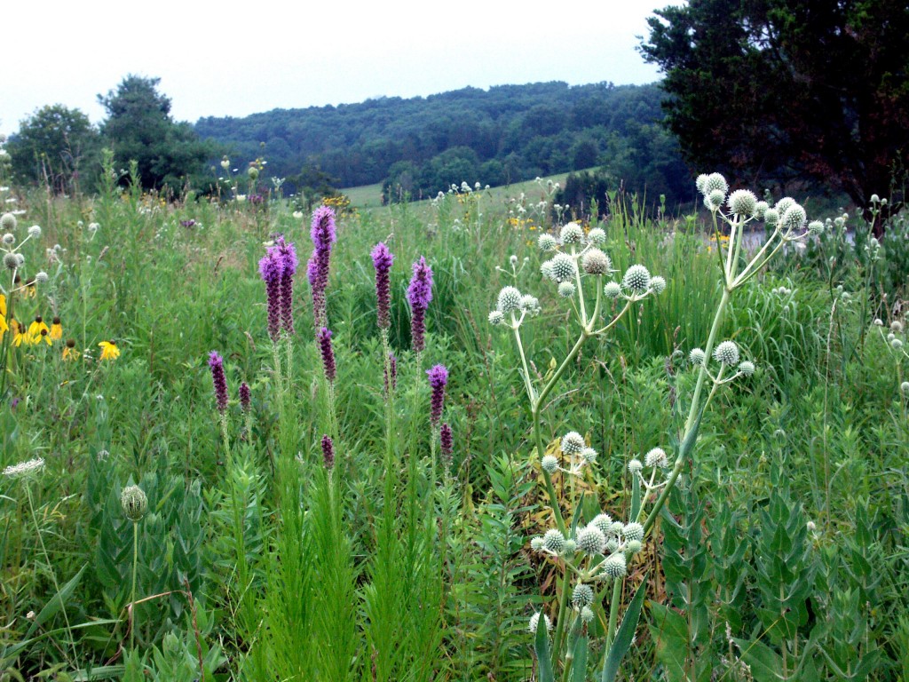 Liatris & Rattlesnake Master, D. FitzWilliam
