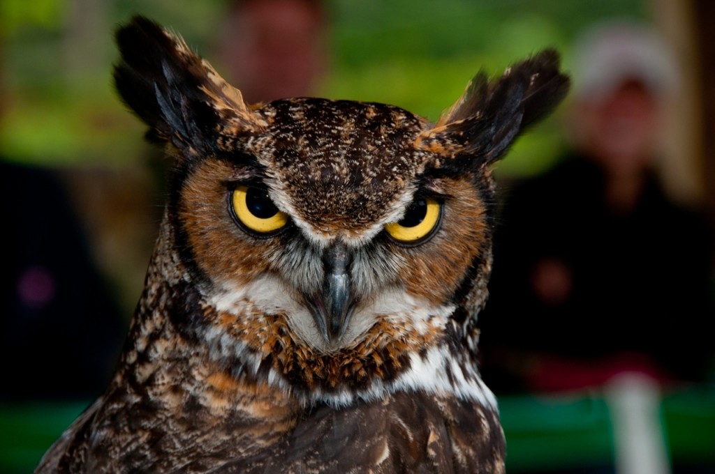 great-horned owl, T. Rollins photo