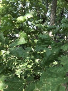 Herbicide drift damage on White Oak at White Rock NP.